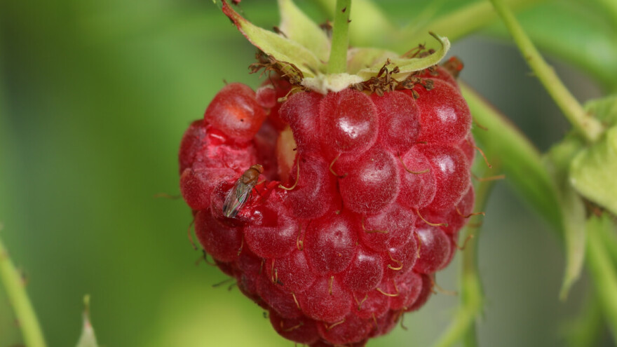 Azijska vinska mušica pretnja za jagodičasto i koštunjavo voće, ali i za vinovu lozu