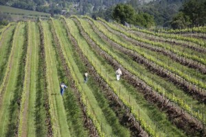 Malo je uspješnih vinogradarskih projekata?