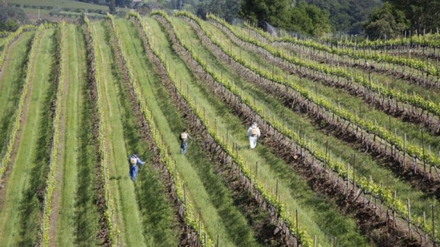 Malo je uspješnih vinogradarskih projekata?