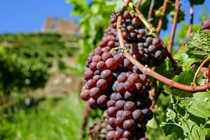 U Vinsku omotnicu uvedena nova mjera i povećan iznos potpore za konverziju vinograda