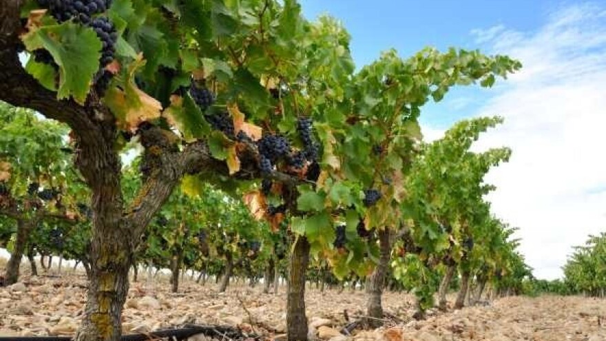 Novi pravilnici za Vinsku omotnicu