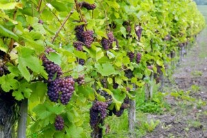 Objavljeni novi natječaji iz Vinske omotnice