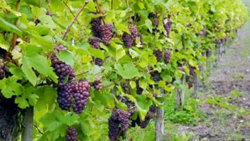 Objavljeni novi natječaji iz Vinske omotnice