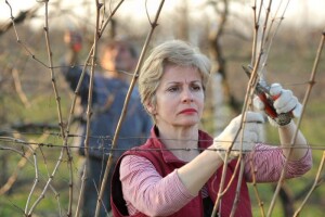 Vinogradarima u Hrvatskoj otvoreni EU fondovi