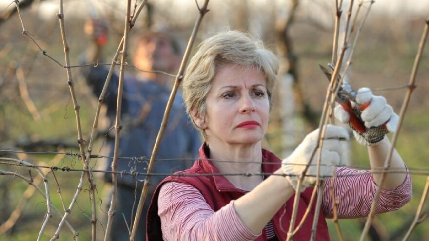 Vinogradarima u Hrvatskoj otvoreni EU fondovi