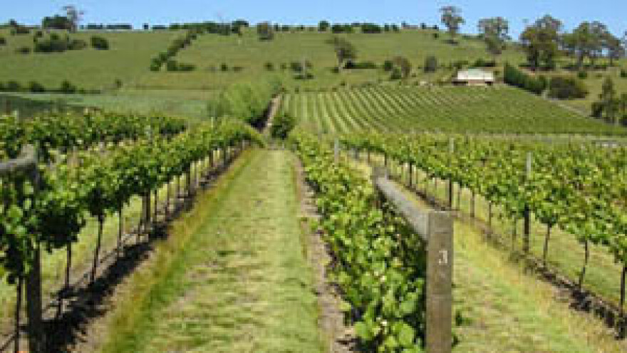 Feričanci: razvoj vinskog turizma