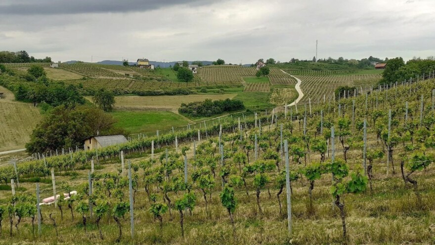 Nakon 18 godina izostao izbor, novu vinsku kraljicu dat će Središnja bregovita Hrvatska?