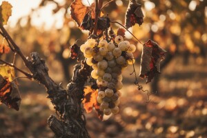 Vinski podrumi puni još od lani