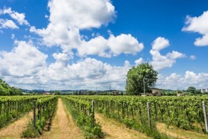 Besplatna promidžba hrvatskih vina u svijetu