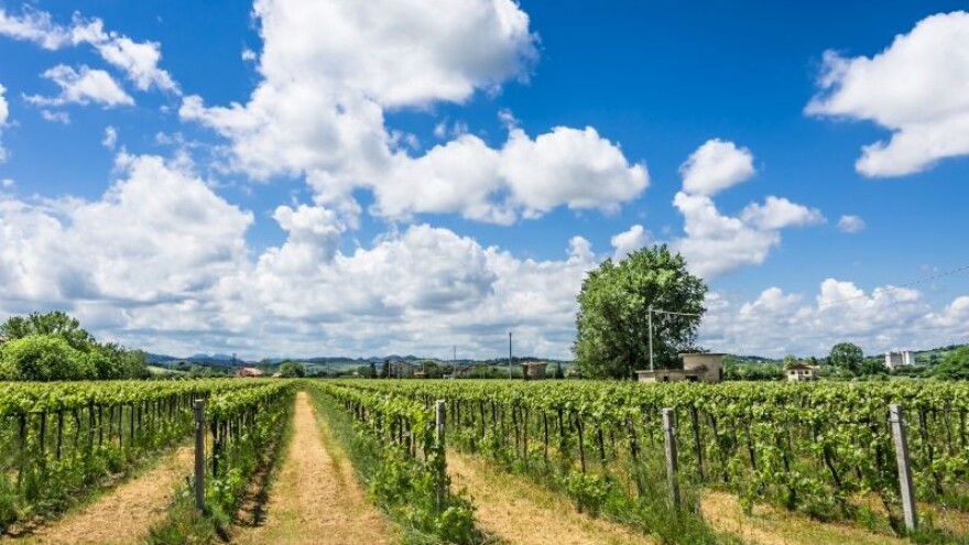 Besplatna promidžba hrvatskih vina u svijetu