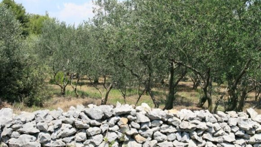 Neiskorišteno 6.000 tona komine masline