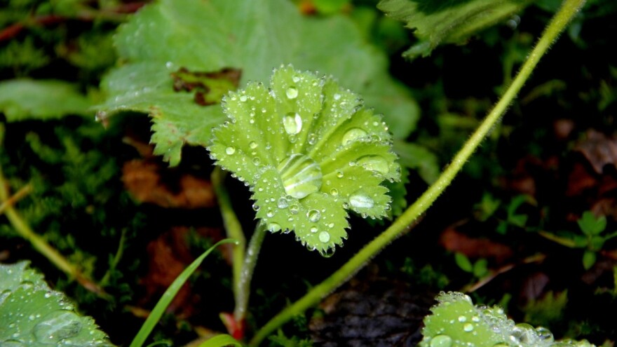 Virak - mala ženska apoteka