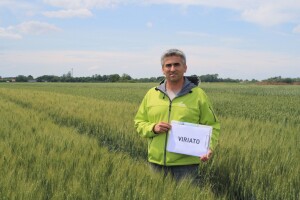 Pšenica Viriato šampion pokusa, svojim brkovima iritantno djeluje na divljač