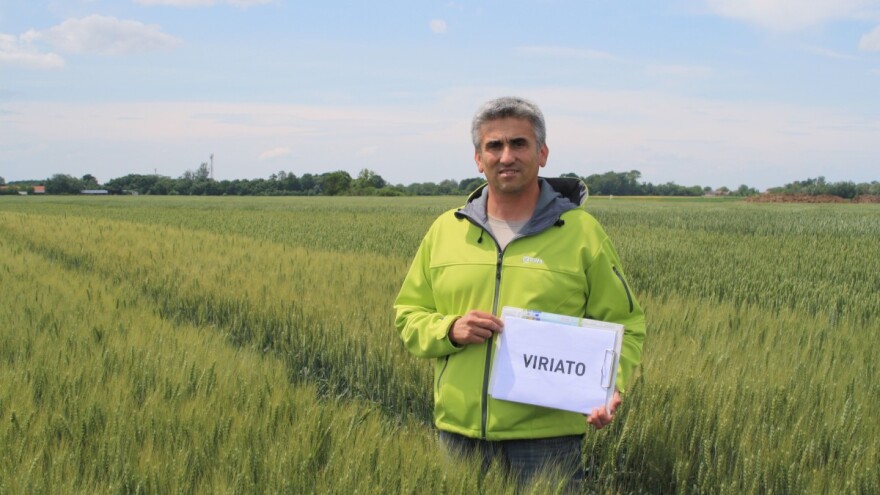 Pšenica Viriato šampion pokusa, svojim brkovima iritantno djeluje na divljač