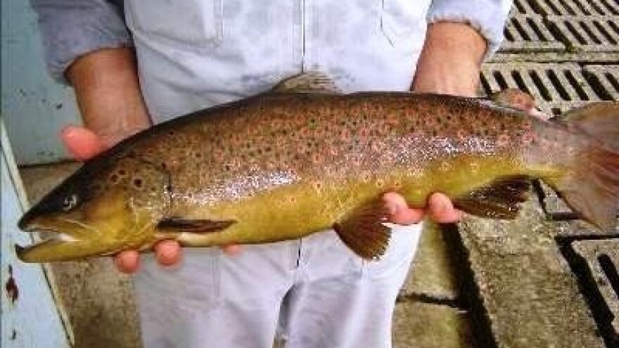 Za uzgoj riba i školjaka 626 tisuća kuna