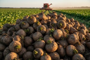 Viro planira preraditi 550.000 tona šećerne repe