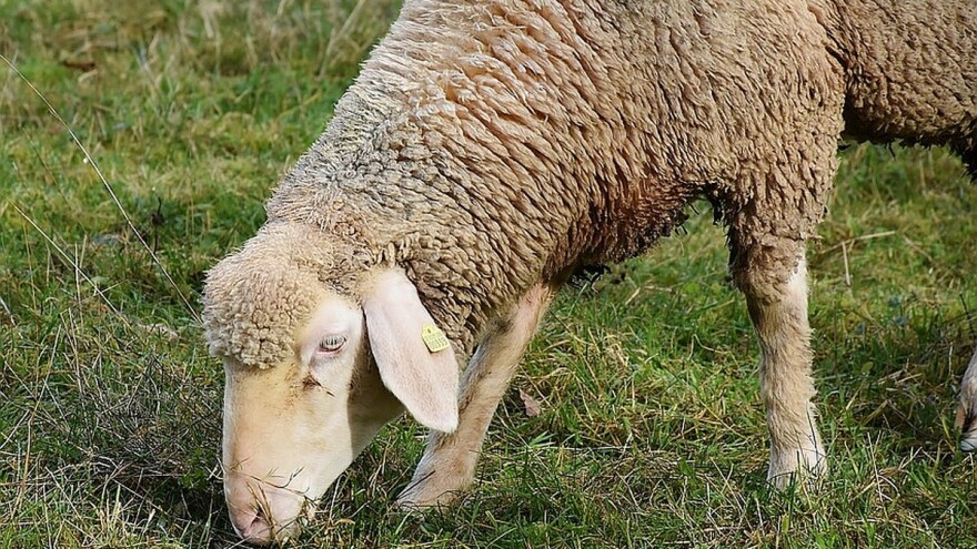 Virtemberg najpopularnija rasa među mladim ovčarima