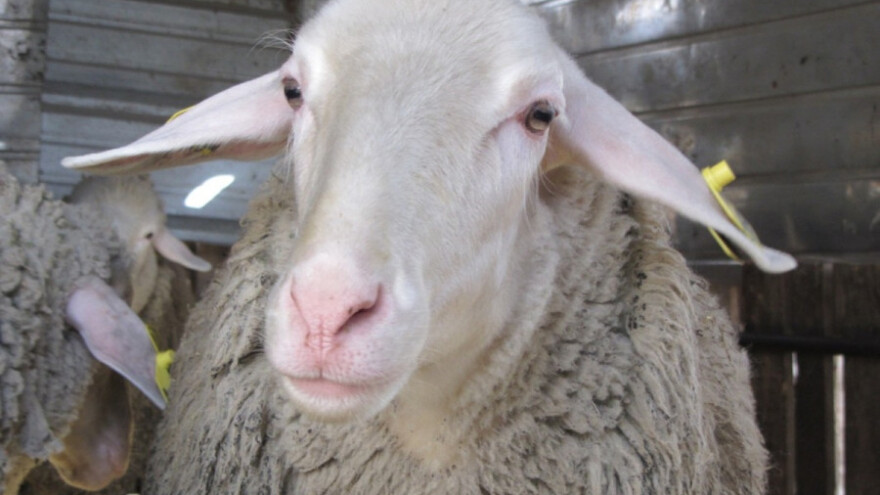 Virtemberg najzastupljenija rasa u Banatu