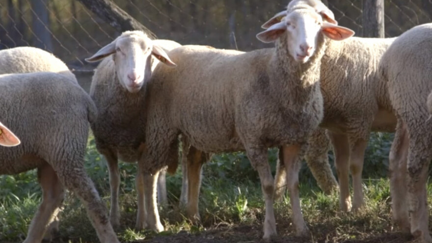 Raja uzgaja ovce i u 88. godini