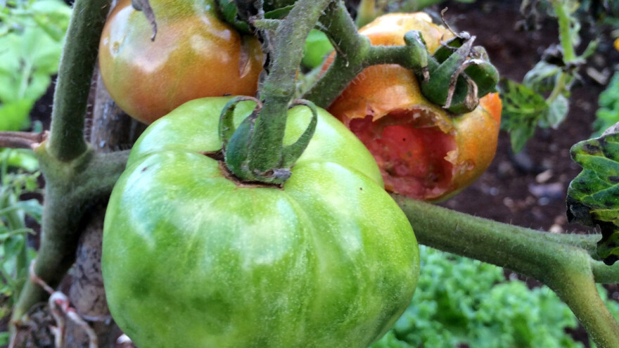Virus pjegavosti i uvenuća paradajza i virus mozaika krastavca čine velike štete