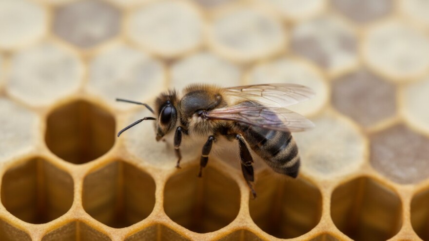 Virusi izazivaju više bolesti pčela
