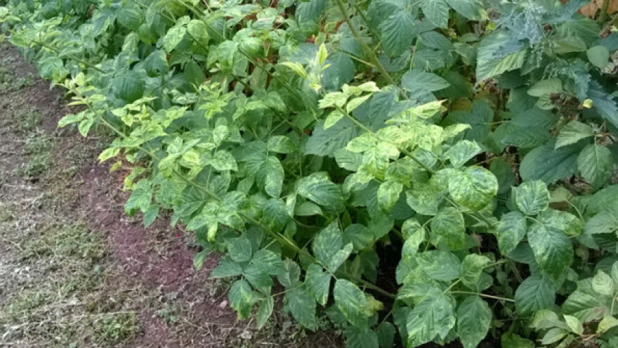 Sušna godina - veći izvoz, ali i novi virus malina