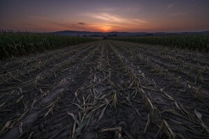 Više divljih svinja nego pitomih