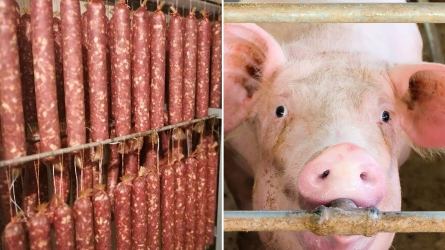 Više od 500 ljudi stiže na kobasijadu: Najsretniji će kući povesti svinju od 250 kg?