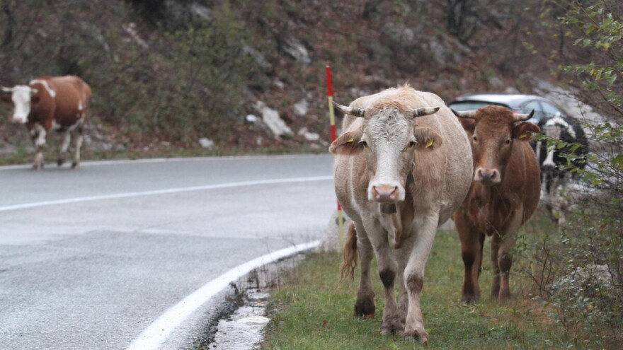 Više od 500 naleta vozila na životinje u 2025.: Jedna županija prednjači na neslavnoj ljestvici
