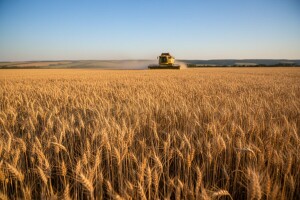 Više pšenice nego lani