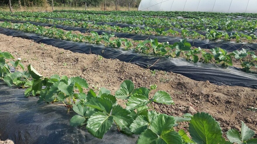 Simptomi i suzbijanje bolesti kod jagoda