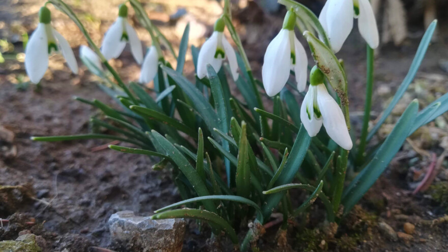 Visibabe su nikle, ali branje proljetnica može vas stajati i do 200.000 kuna kazne