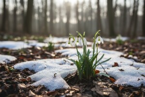 Visibaba - otrovna, ljekovita i medonosna biljka