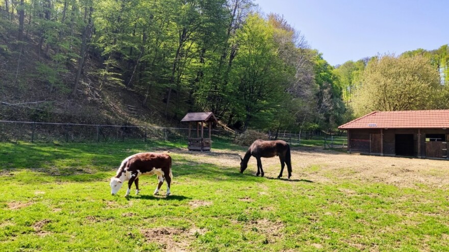 Višnja je jedina krava u selu u kojem ih je nekada imalo svako domaćinstvo