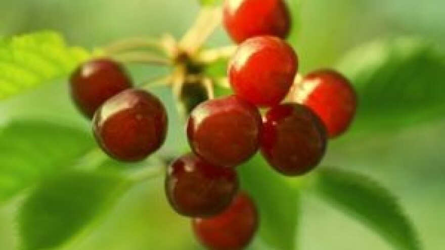 Obavite zaštitu koštićavog voća