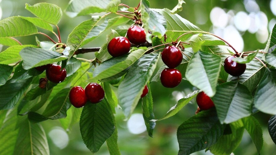 Kozičavost lista - ljetna opasnost za voćke