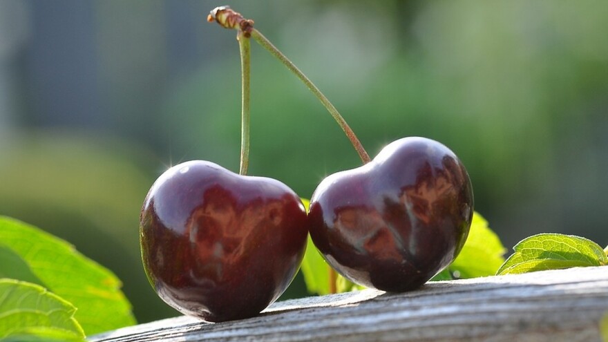 Organska proizvodnja višnje zahteva poznavanje zasada i ekosistema