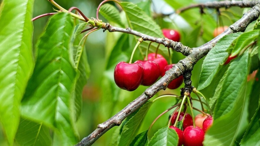 Berač višanja menja 600 radnika