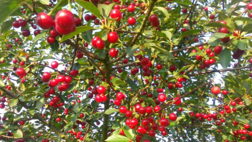 Vrijeme i način sađenja trešnje i višnje