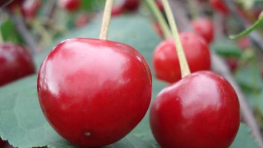 Maraska prepolovila otkup višnje maraške