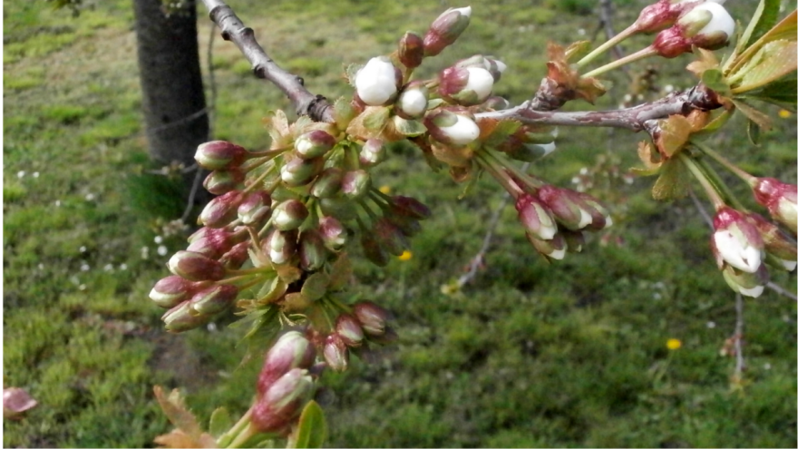 Trešnje i višnje ulaze u fazu cvetanja, neophodna zaštita od monilije