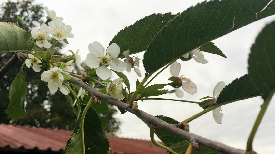 Procvetala višnja u septembru - nešto je do vremena, nešto do voćara?