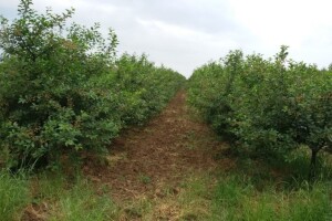 Zelena rezidba višnje je obavezna agrotehnička mjera u uzgoju
