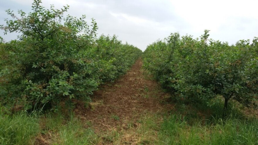 Zelena rezidba višnje je obavezna agrotehnička mjera u uzgoju