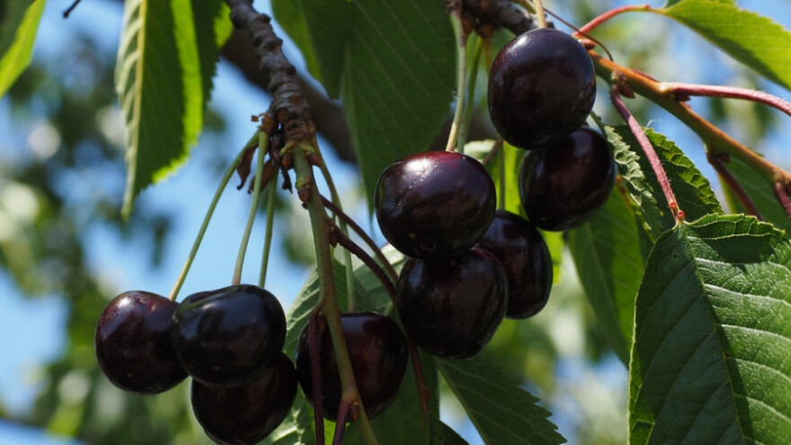 Sorta prima brend Feketića