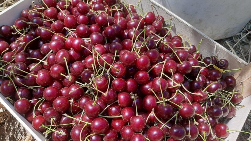 Da li višnja šumadinka više nema kupca?