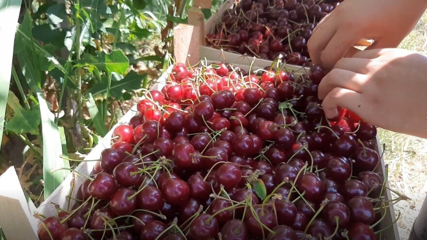 Oblačinska 45 dinara, šumadinka 100 - višnjari iz Topole nezadovoljni