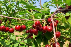 Šta sve koči plasman višnje: Odlaganje berbe, otkupljivač ili izvoz?
