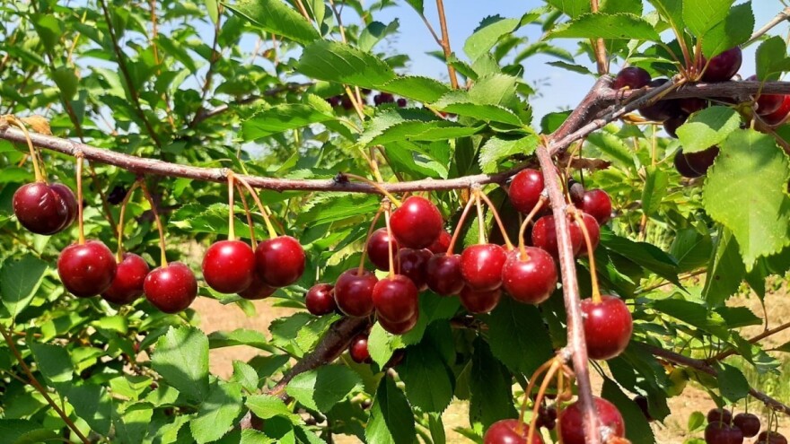 Šta sve koči plasman višnje: Odlaganje berbe, otkupljivač ili izvoz?