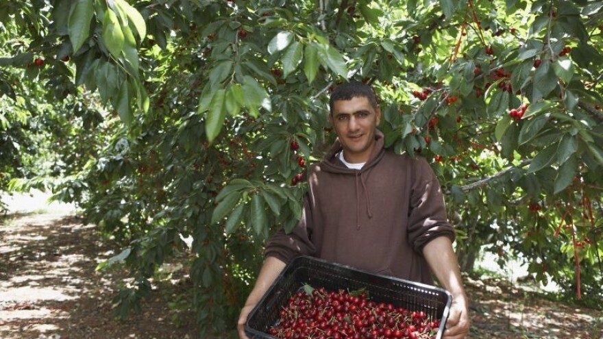 Nitko neće višnju marašku